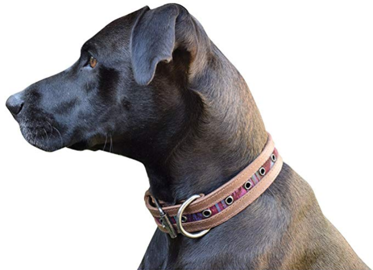 Best Leather Dog Collars