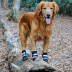 Best Dog booties for hiking and Hunting