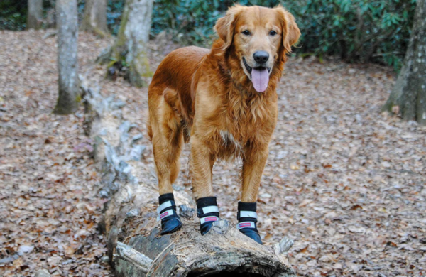 Best Dog booties for hiking and Hunting
