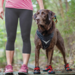 Best Summer Dog Booties, Booties for Hot Pavements