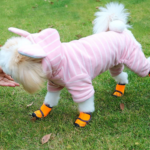 Best Dog Boots for Rain