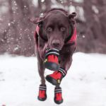 Best Dog Booties for Cold Weather,Winter and Snow