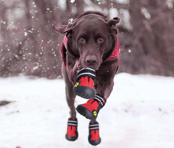 Best Dog Booties for Cold Weather,Winter and Snow