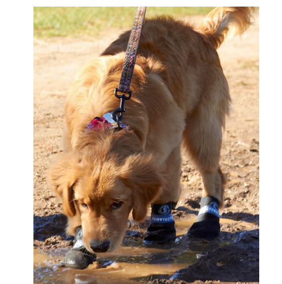 Best Dog Boots for Mud
