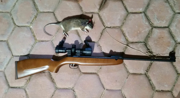 Best Night Vision Scopes for Rats
