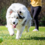 Best Tennis Ball Machines for Dogs( Automatic and Gun Launchers)