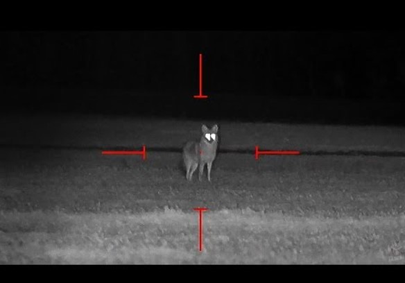 best night vision scope for coyote hunting