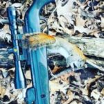 Best Pellet Guns for Squirrels