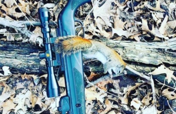 Best Pellet Guns for Squirrels