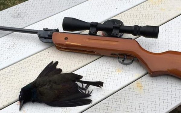 Best Air Rifle for Blackbirds Hunting