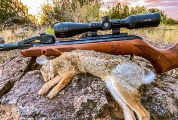 Best Pellet Guns for Rabbits.Rabbit Hunting Air Rifles