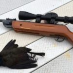 Best Pellet Gun to Kill Crows