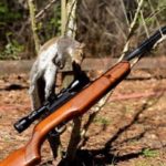 What can you hunt with a .22 air rifle?