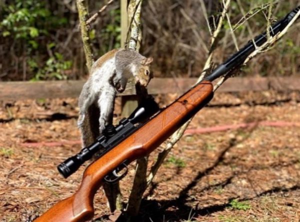 What can you hunt with a .22 air rifle?