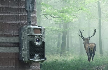 Best Trail Camera for Backyard