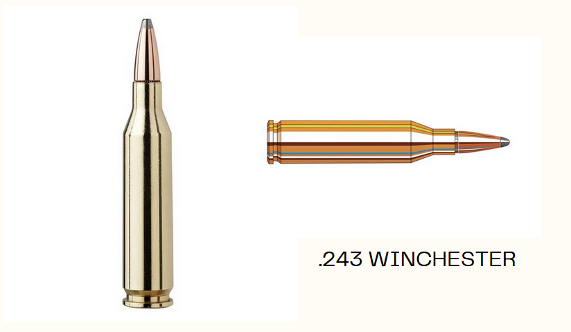 .243 Winchester