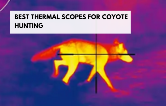 Best Thermal Scopes for Coyote Hunting