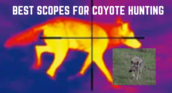 Best Scopes for Coyote Hunting