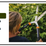 Best Fiskars Hedge Shears